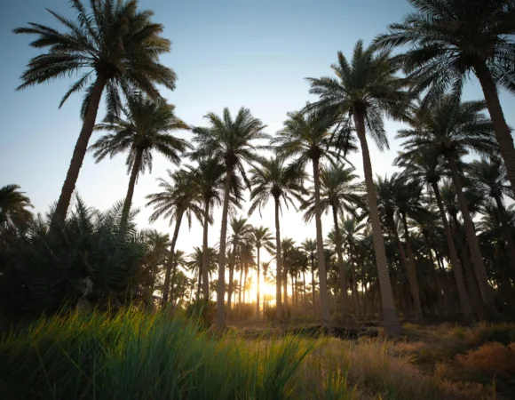 Nizwa & Jebel Akhdar – The Green Mountain Escape